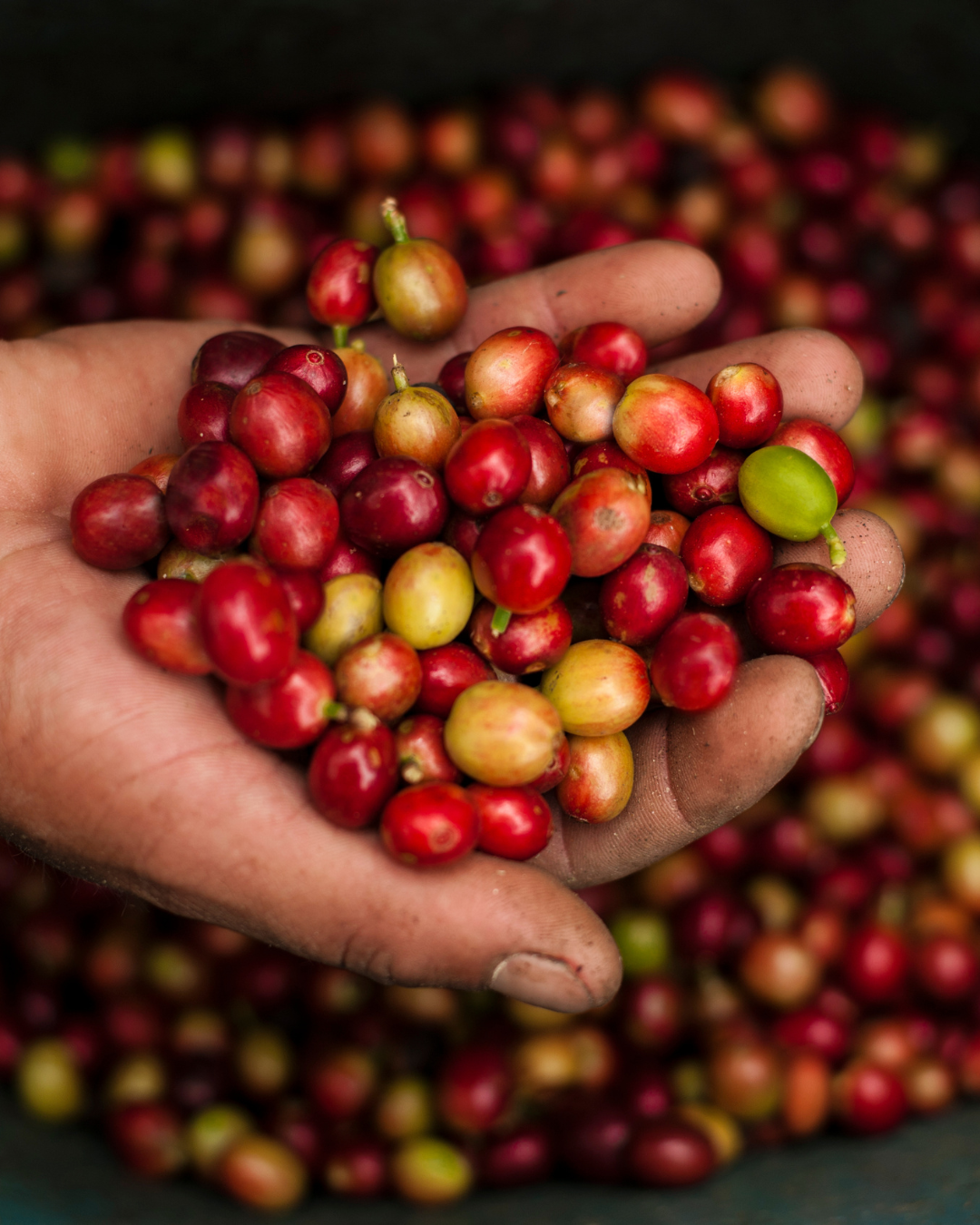 SACOS 2560 Founders Batch – Colombian Specialty Coffee (17.6 oz)